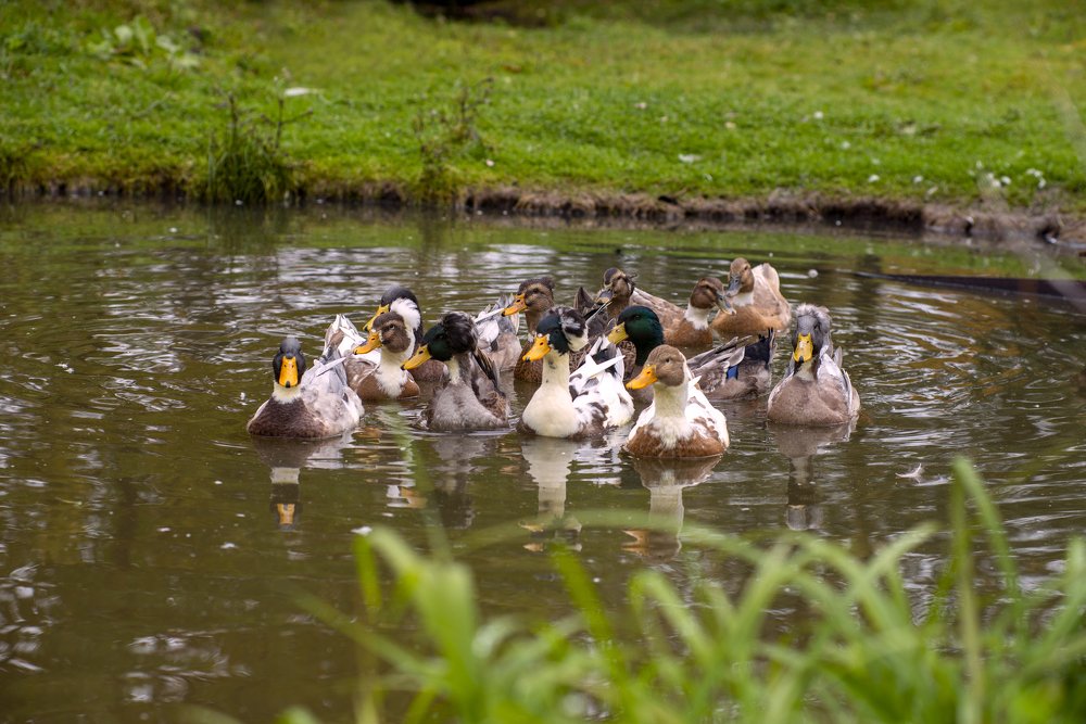 Photograph by Светлана Кондратьева