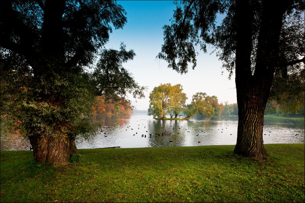 Почти домашние уточки.