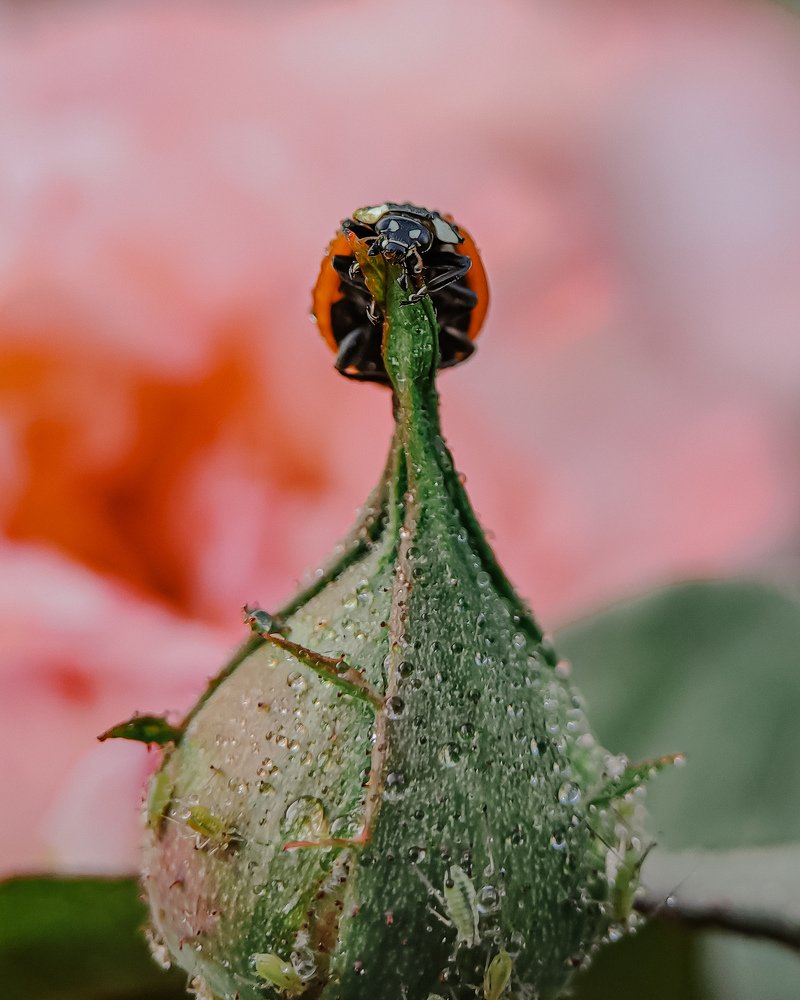 Божья коровка покорила вершину розы.