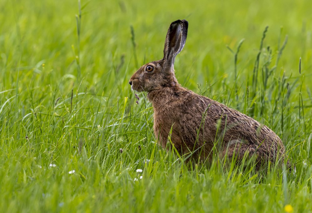 Lepus europaeus