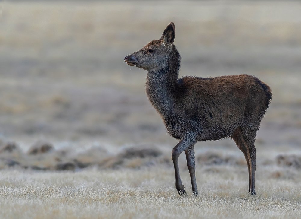 Wildlife - European deer and friends