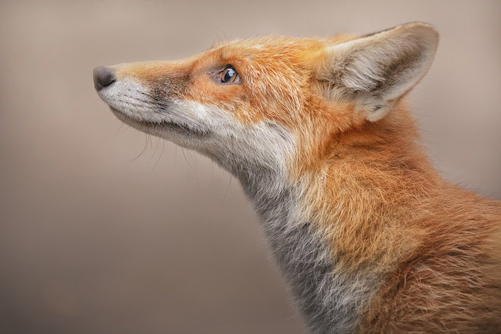 Photograph by Евгения Кирпиченкова (Клипп)