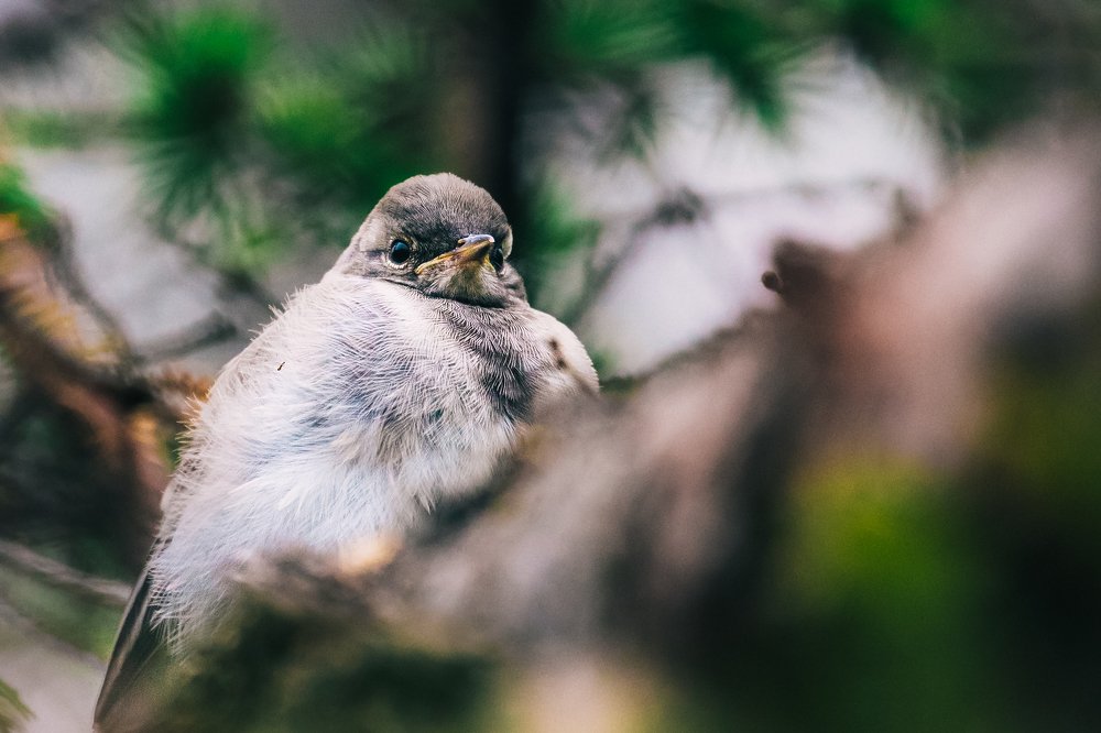 Фотография автора Евгения Кирпиченкова (Клипп)