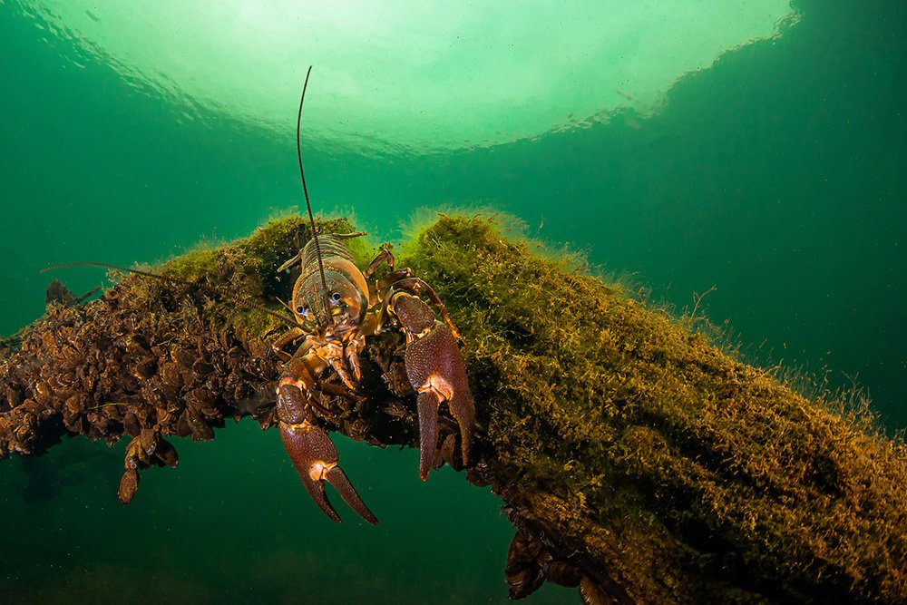 Фотография автора Евгения Кирпиченкова (Клипп)