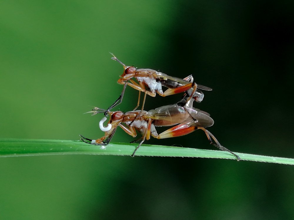 Mating