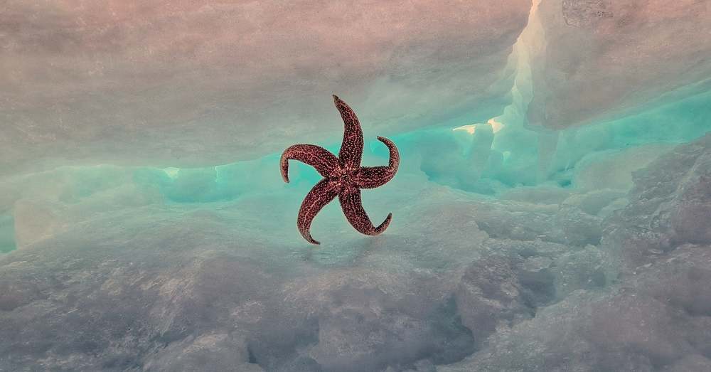 Морская звезда