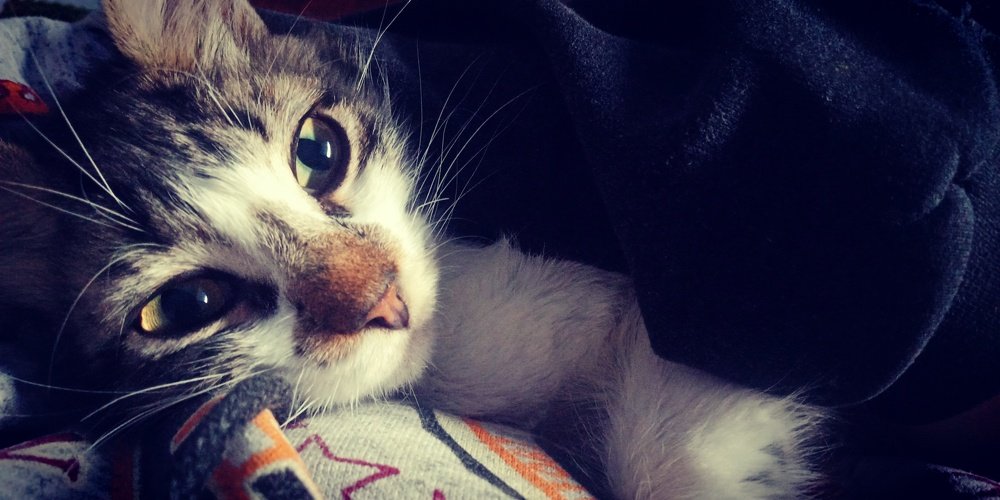 Photo #5028686
