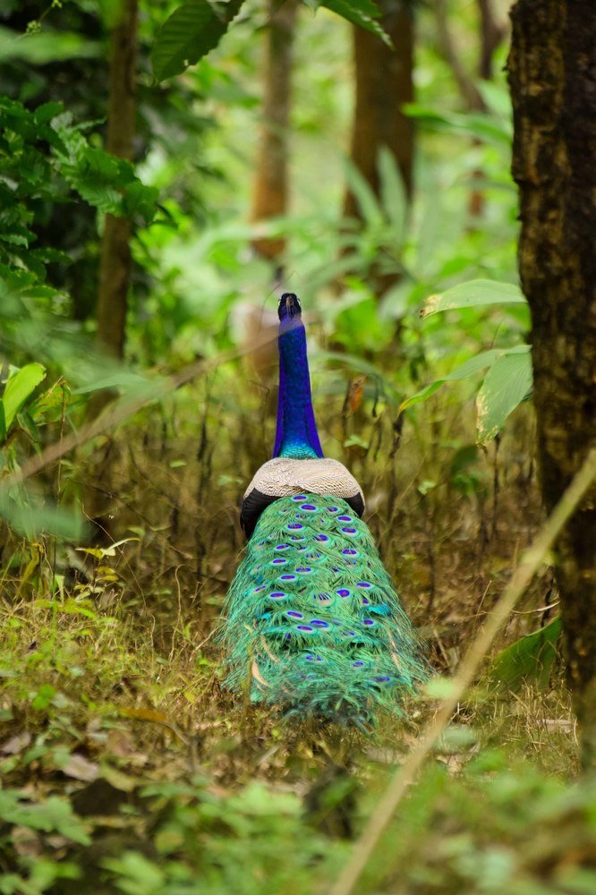 Photograph by Ivanpalex