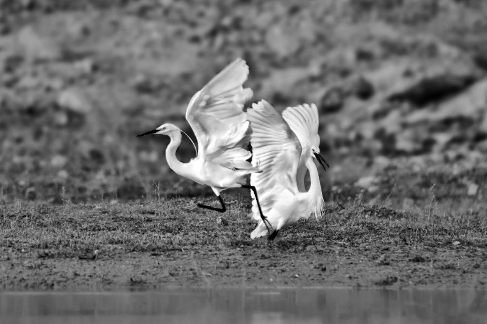 Photograph by Janardanan