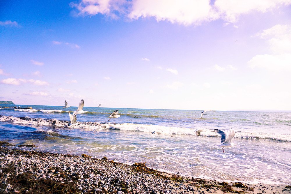 Seagulls