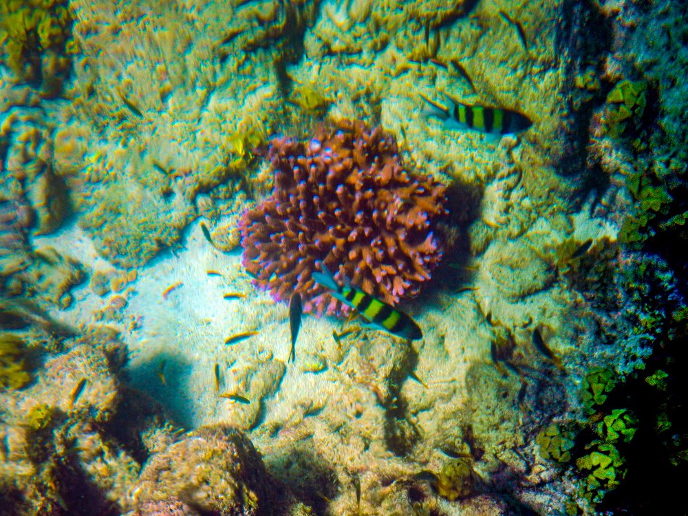 Photograph by Susmita Paul