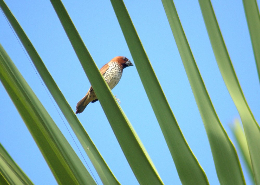 Scaly Breasted Munia .