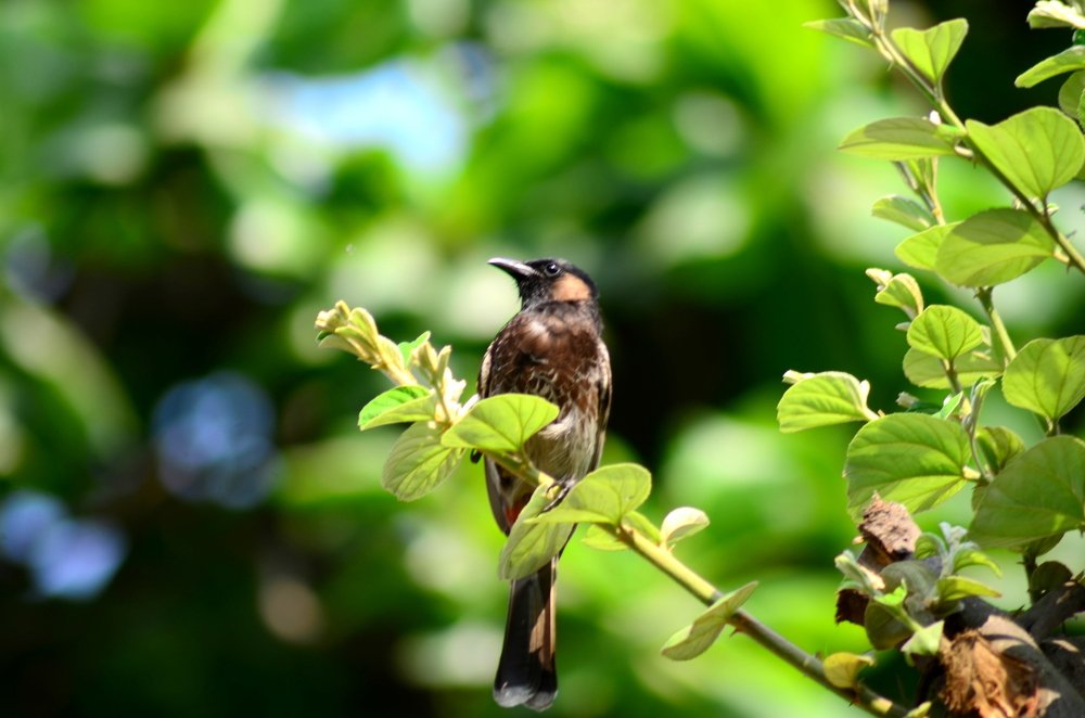 Red-vented Bulbul.