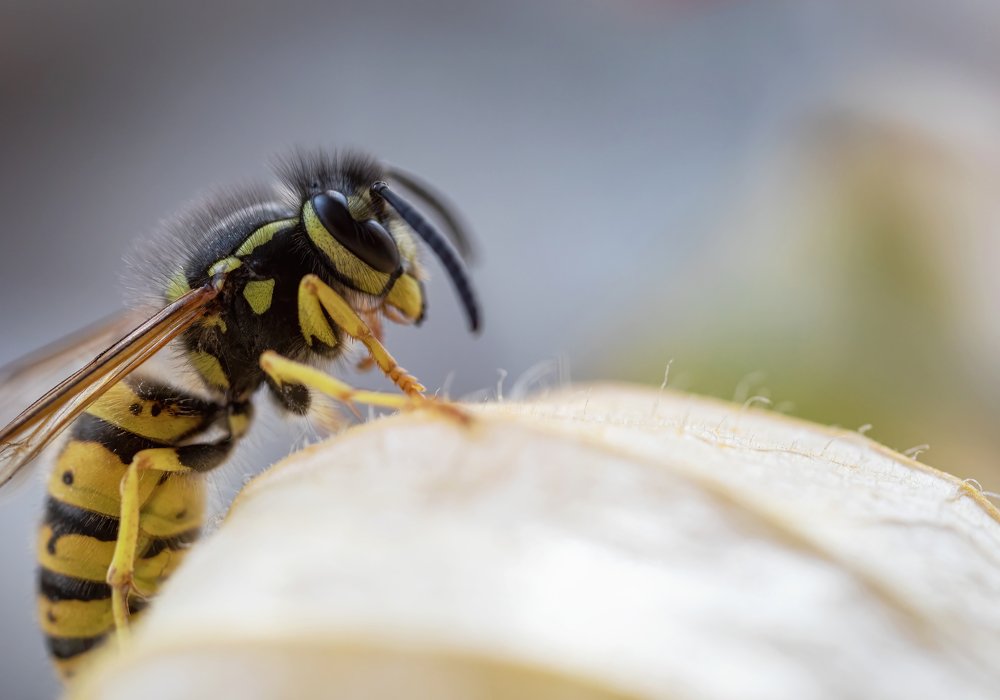 Portrait of a wasp on a flower in profile