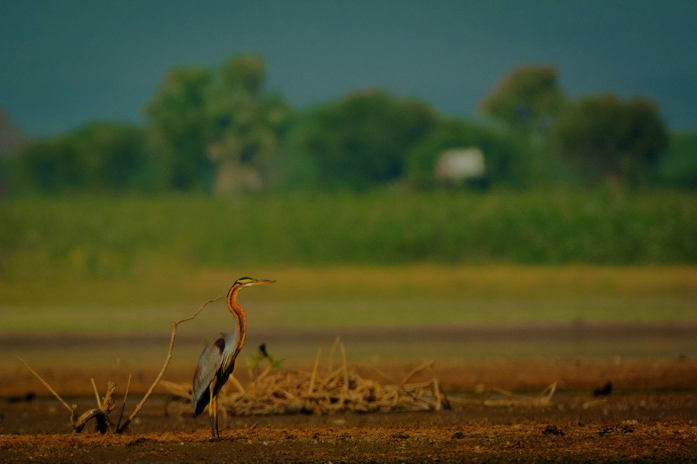 The powerful hunter.