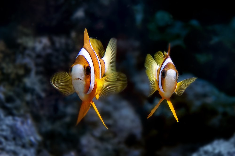 Photograph by Альт Эдуард