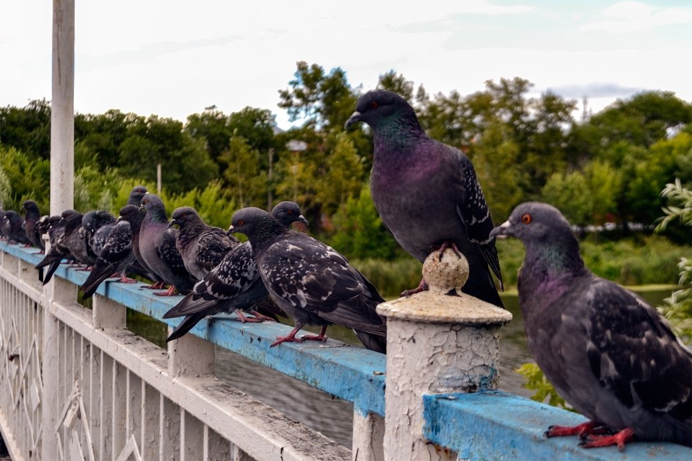 Photograph by Ольга Доловова