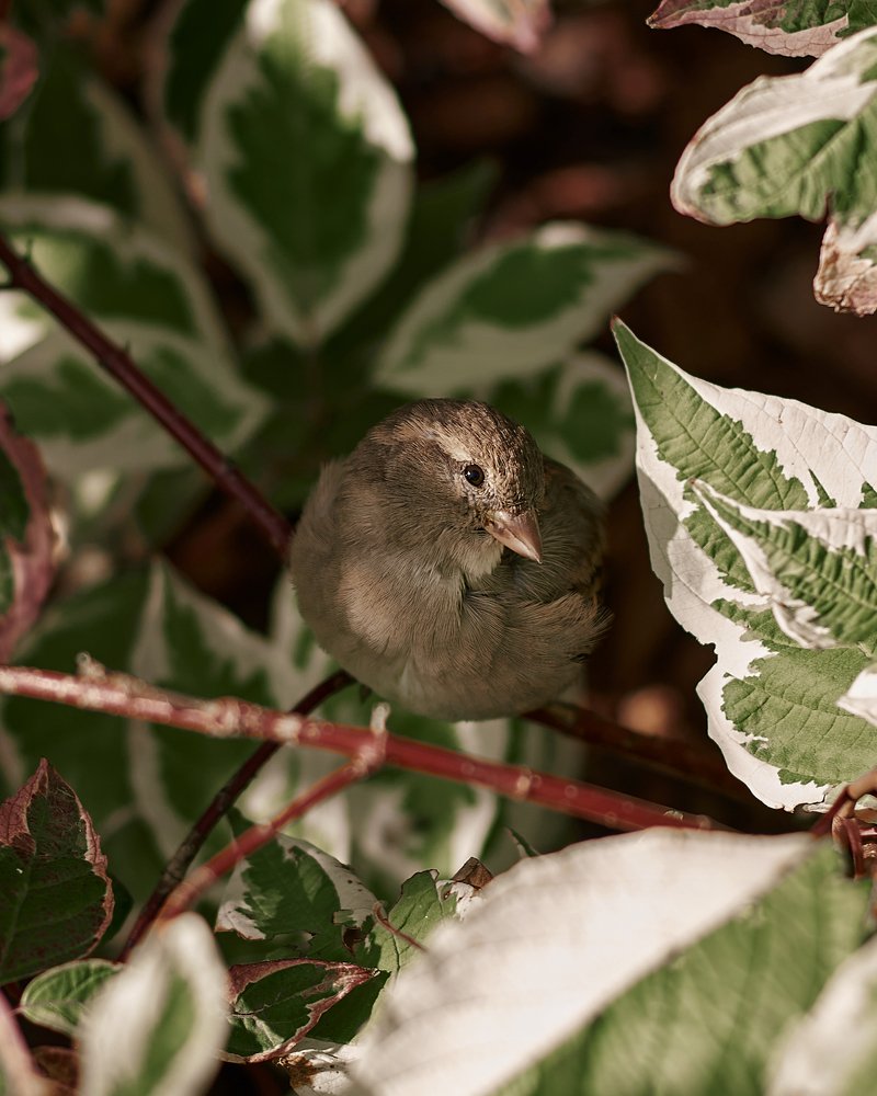 Photograph by Алёна