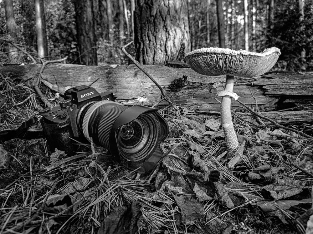 Photograph by Алексей Щербаков