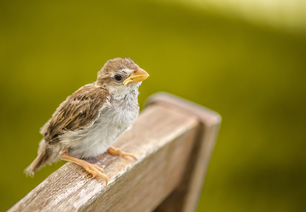 Photograph by kadiki Ahmed L