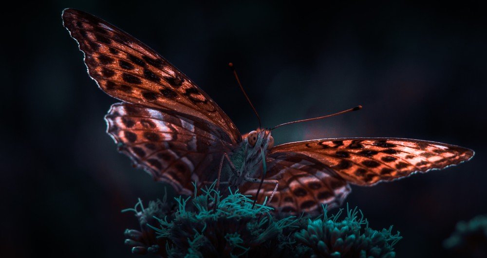 Photograph by Dan Gabriel