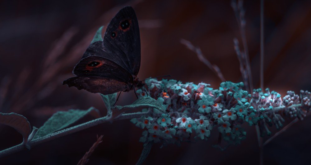 Photograph by Dan Gabriel