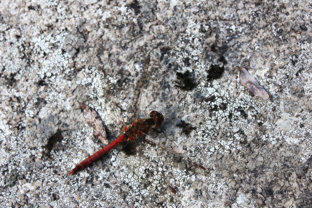 Photograph by Лев Марков