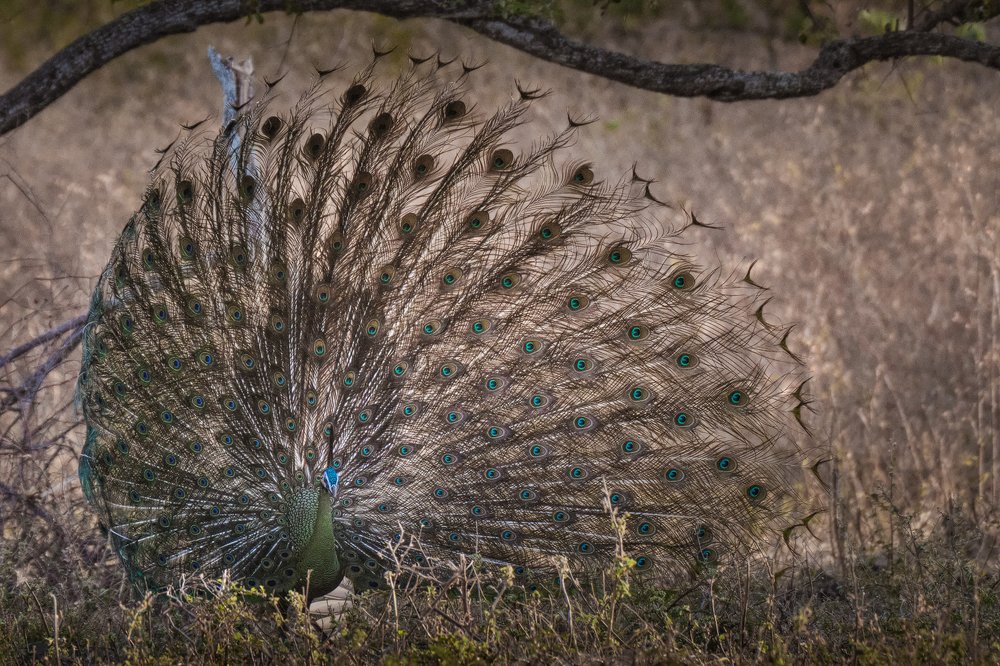 Photograph by Anges van der Logt