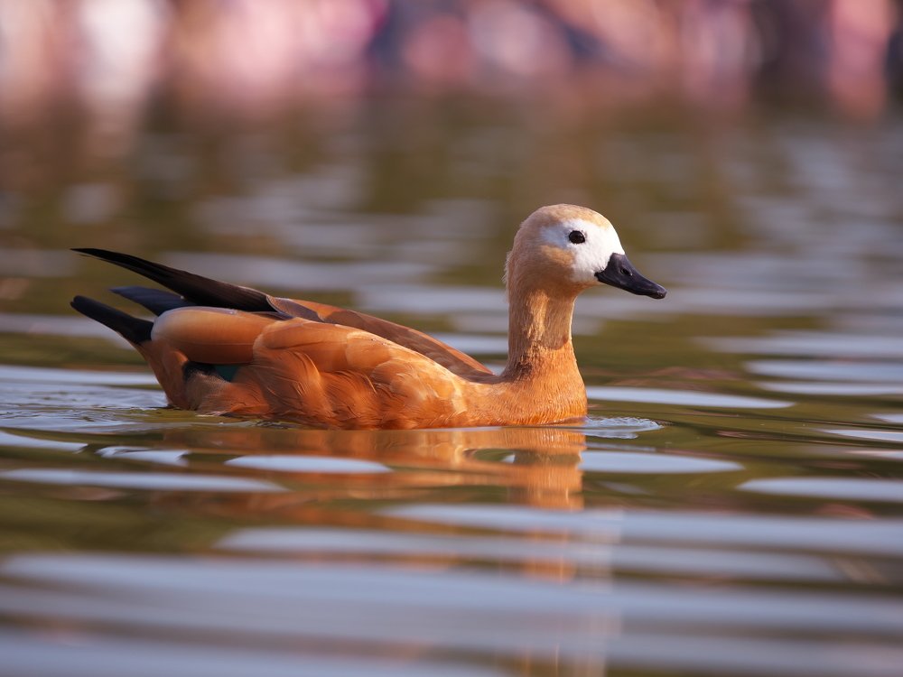 Photograph by Леонид Самойлов