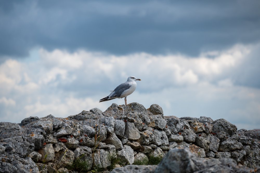 Photograph by Леонид Самойлов