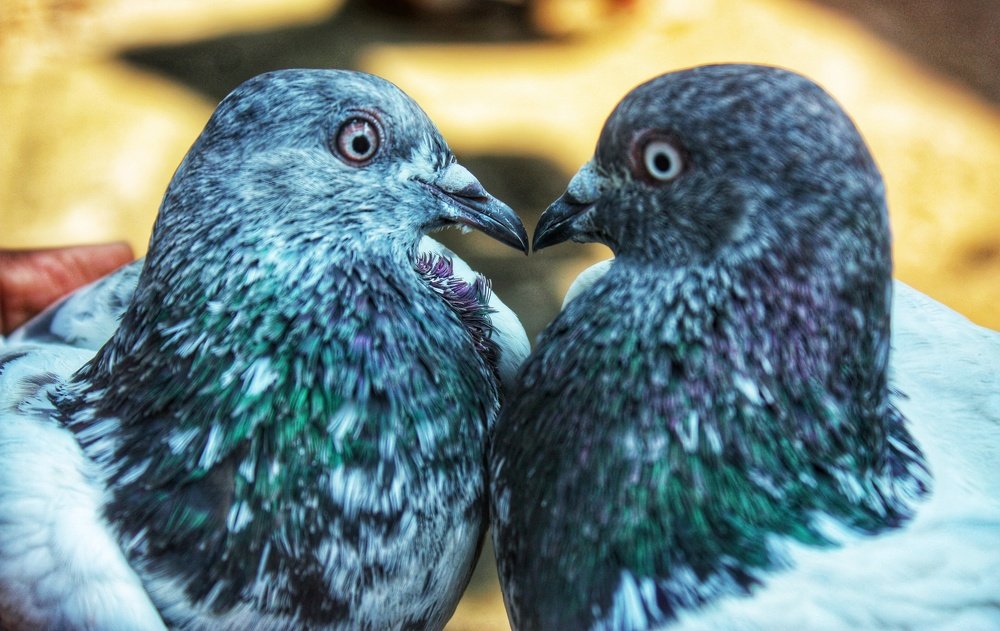 Photograph by Islam Jamirul