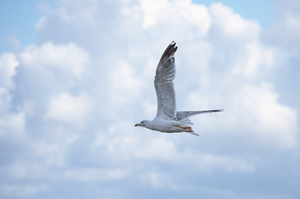 Photograph by Леонид Самойлов