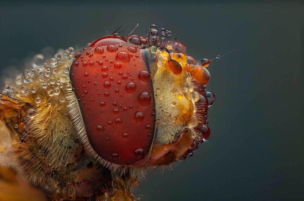 Photograph by Иван Радьков