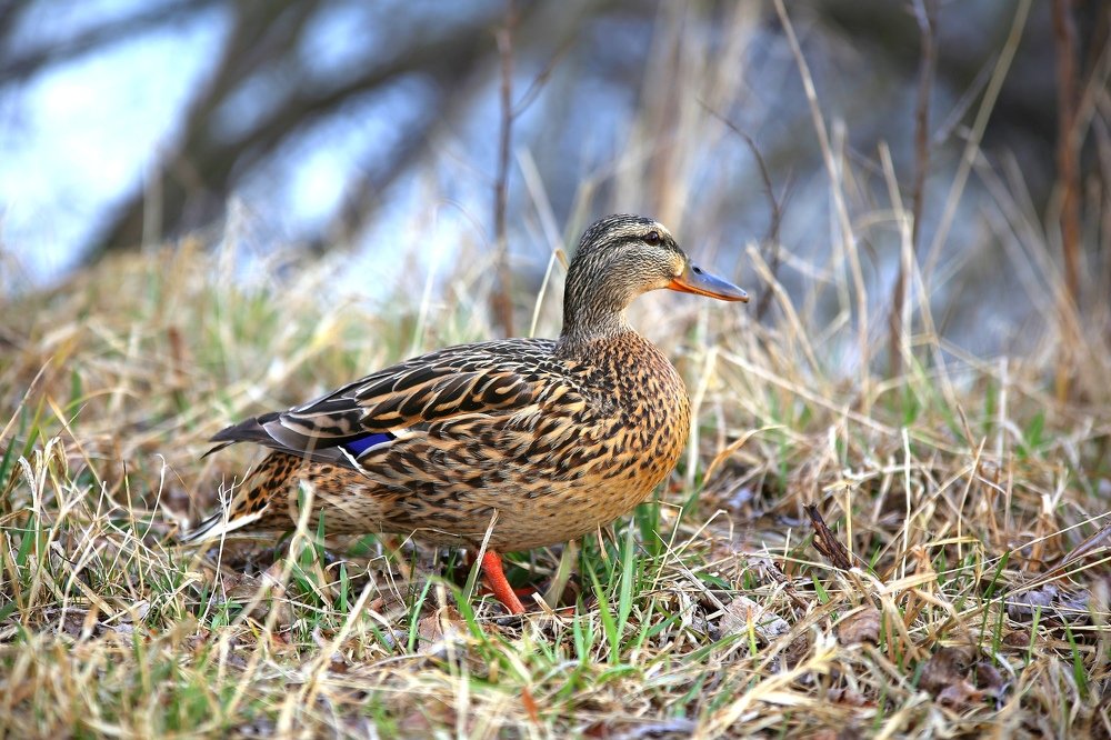 Фотография автора Виталий Зейфер