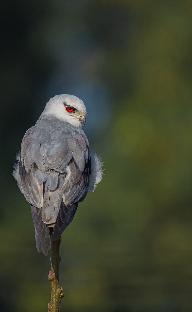 Photograph by Soumendu Das