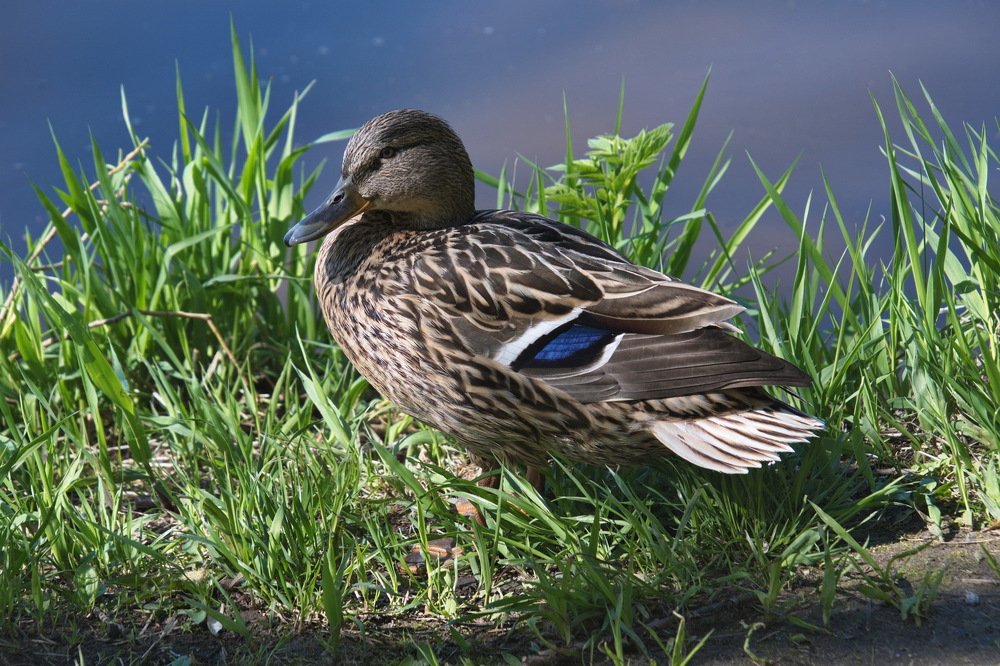 Утка на берегу