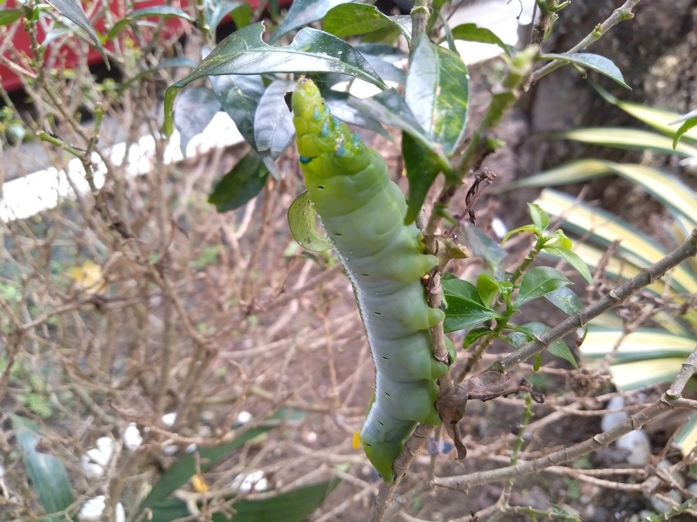 Cutterpillar in our garden