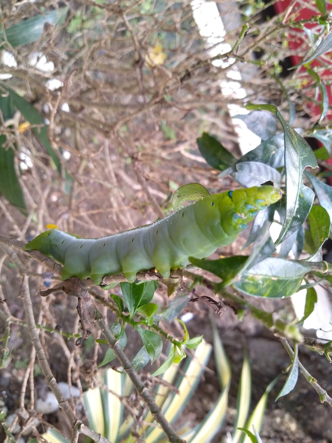 Cutterpillar in our garden