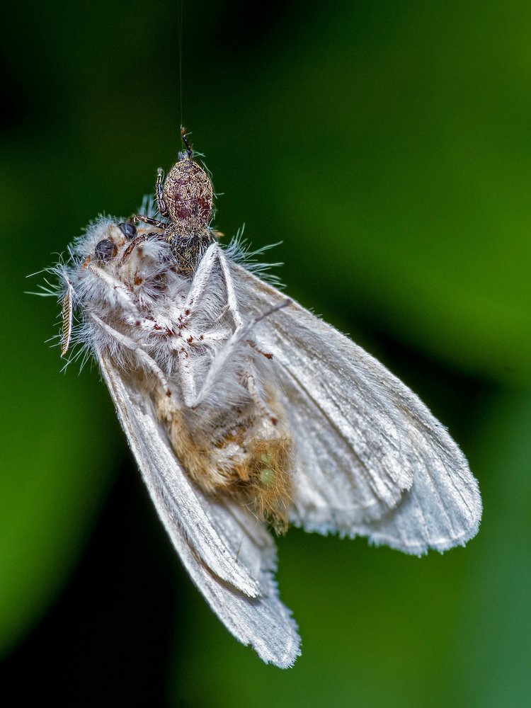 Photograph by Pinak Paul