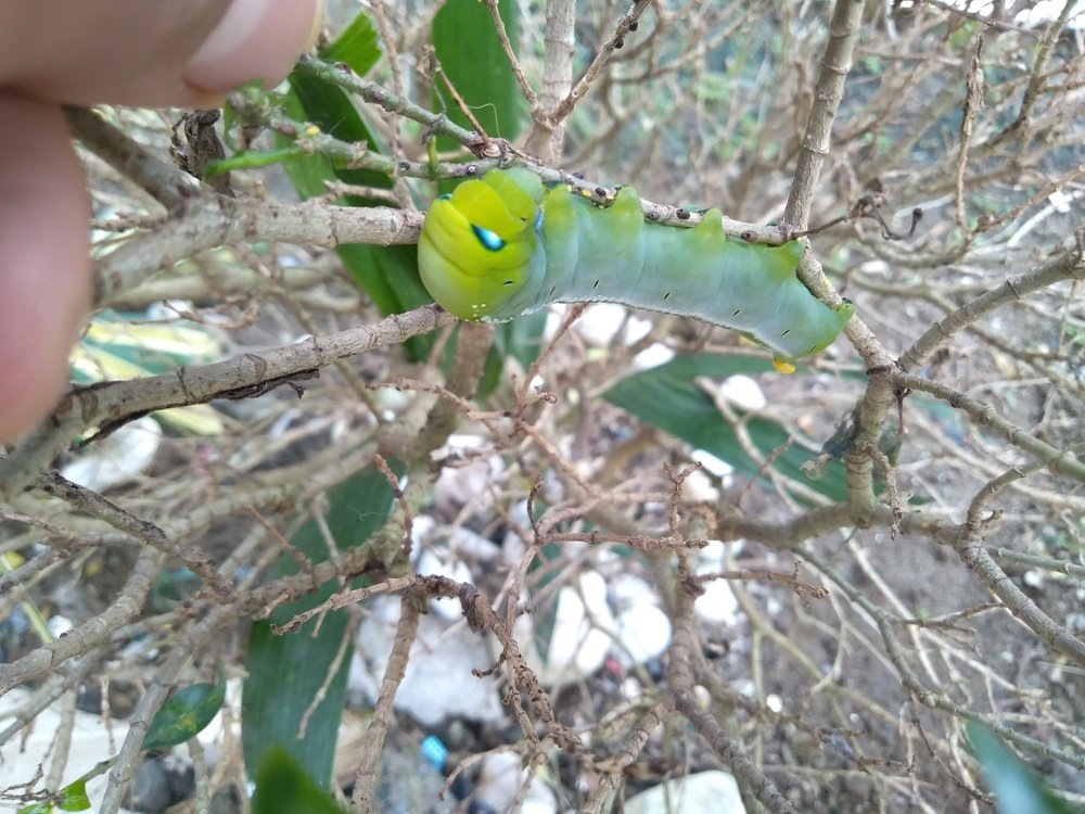 Cutterpillar in our garden