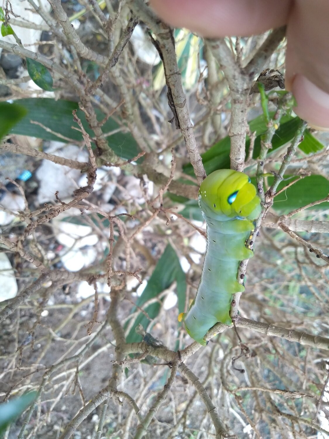 Cutterpillar in our garden