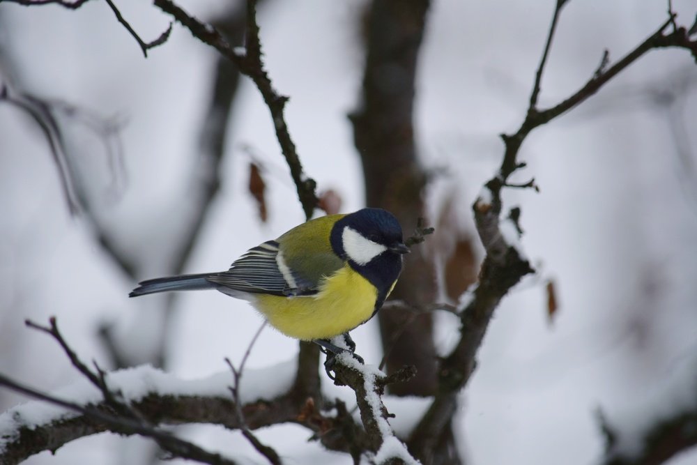 Photograph by Дмитрий Маслов