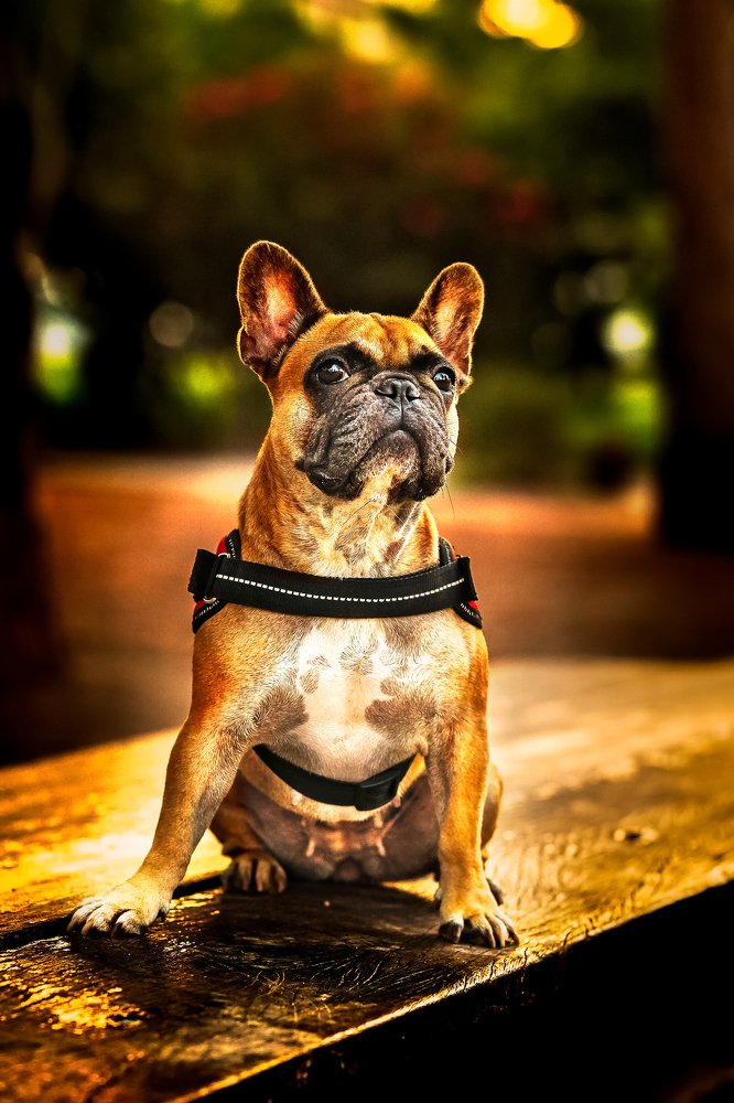 Французская бульдожка Муся.