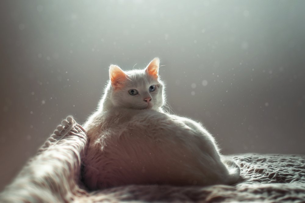 кот -Компот *