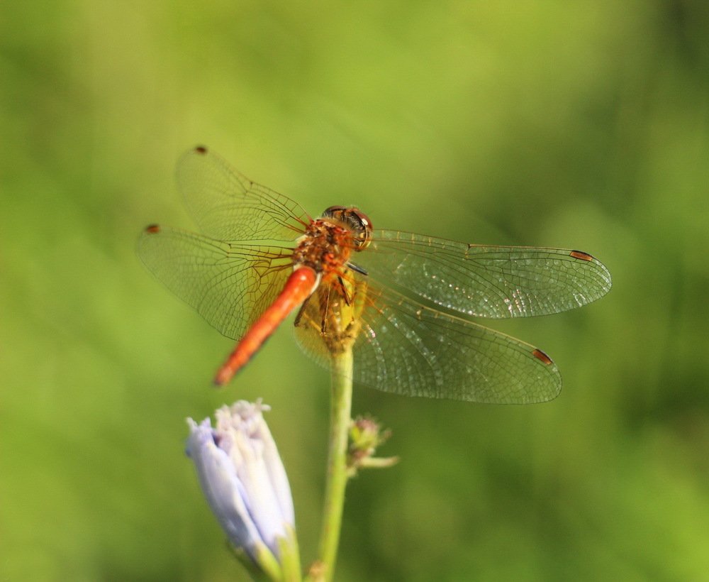 Photograph by Анастасия Рысь