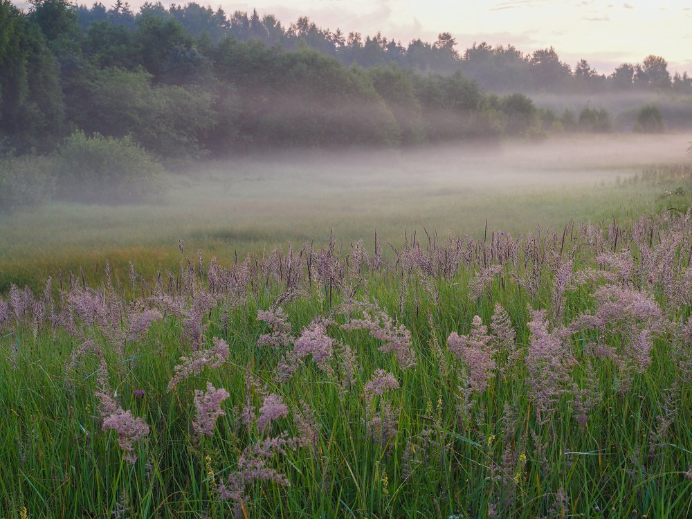 Июльские туман. Где-то в средней России...
