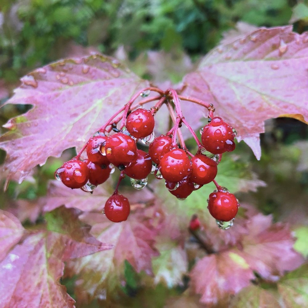Photograph by Анастасия Племениченко
