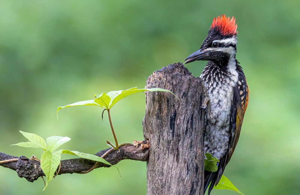 Photograph by Dipanjan Nath