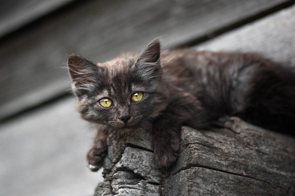 Слился с местностью