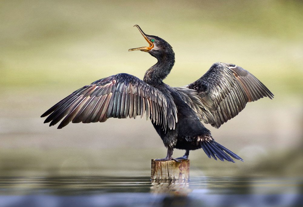 Photograph by Eduardo Modolo